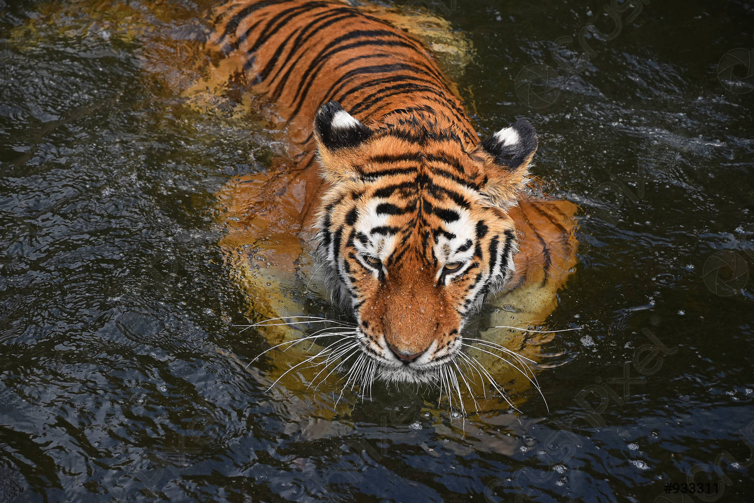 호랑이-귀에-있는-흰색-점-무늬의-기능-7-이미지