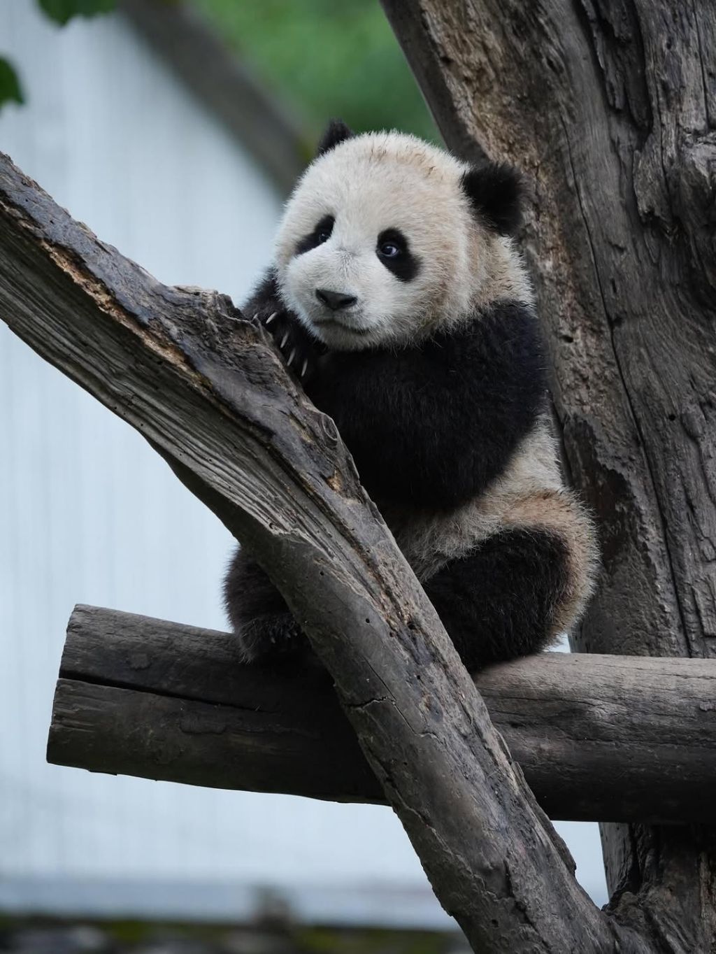 판다가-벌에-쏘이면?🐼-0-이미지