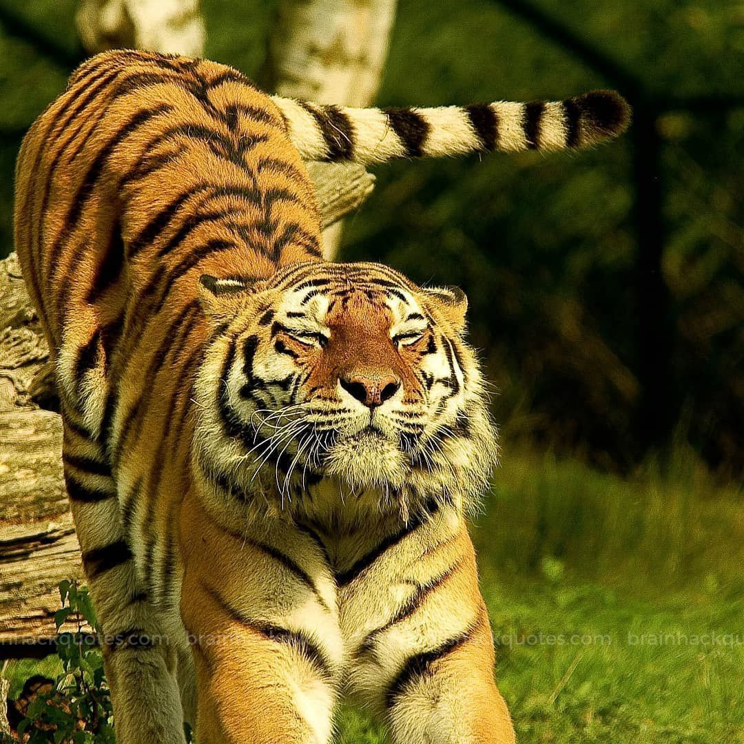 호랑이-귀에-있는-흰색-점-무늬의-기능-15-이미지