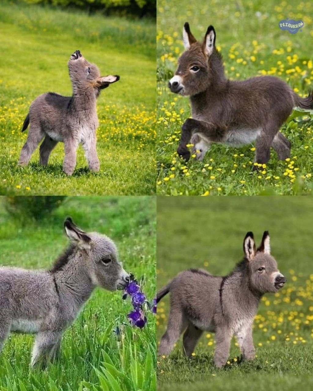 지금까지-본-당나귀-중-젤-귀여움-0-이미지
