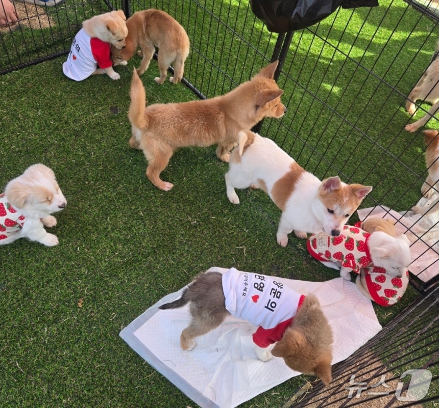 논산딸기축제-기간-4일간-유기견-53마리-새-가족-품으로-1-이미지
