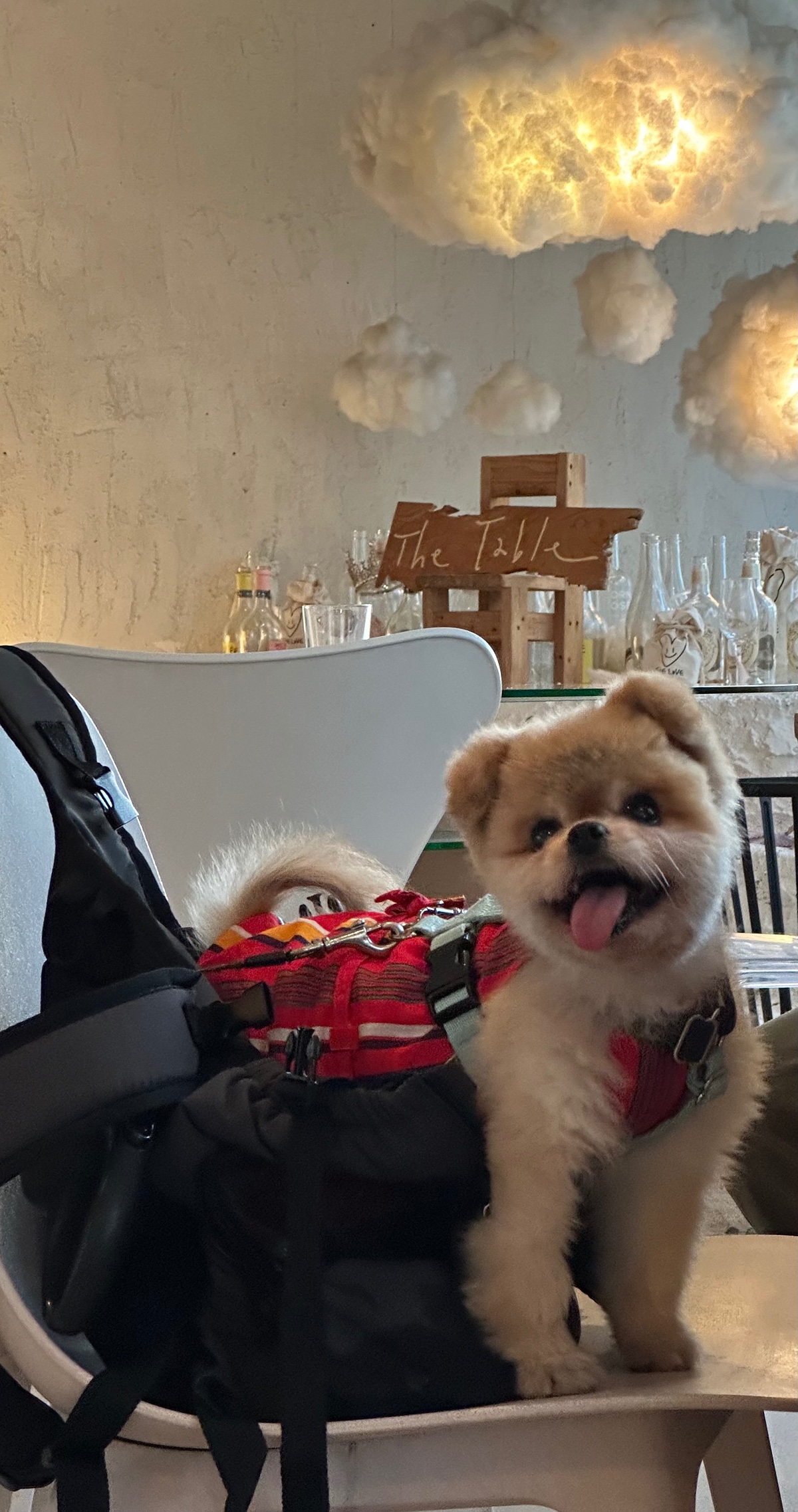 잠-안-와서-쓴-개뚱뚱한-강아지-입양기-16-이미지