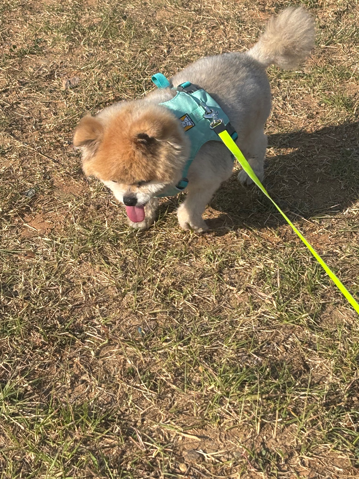 잠-안-와서-쓴-개뚱뚱한-강아지-입양기-22-이미지