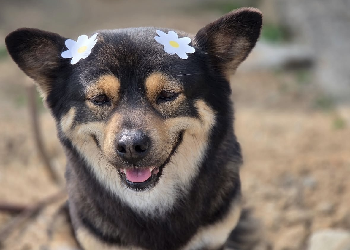 깜순이-애기때-3-이미지