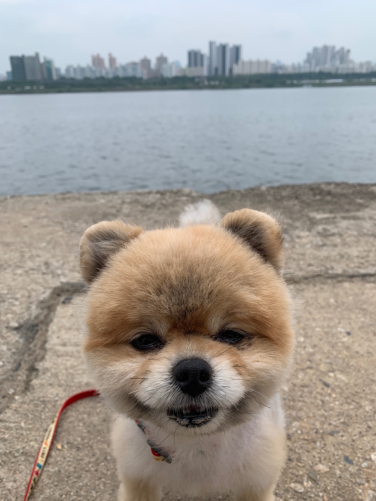 잠-안-와서-쓴-개뚱뚱한-강아지-입양기-5-이미지