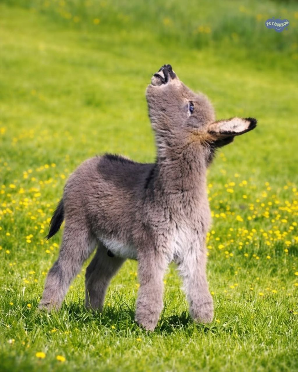 지금까지-본-당나귀-중-젤-귀여움-2-이미지