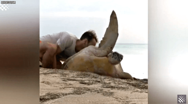 바위-틈에-빠진-바다-거북이를-구하는-커플-13-이미지