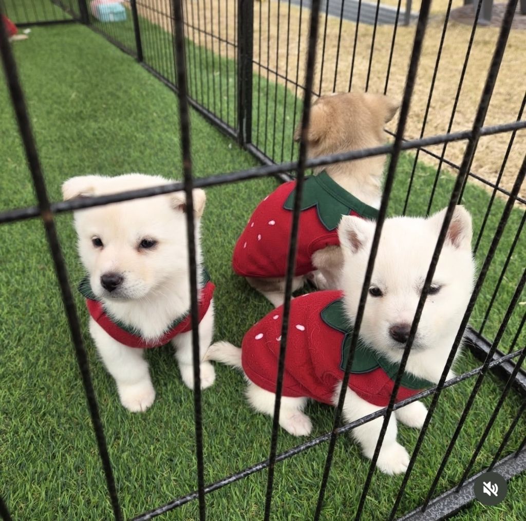 논산딸기축제-기간-4일간-유기견-53마리-새-가족-품으로-2-이미지