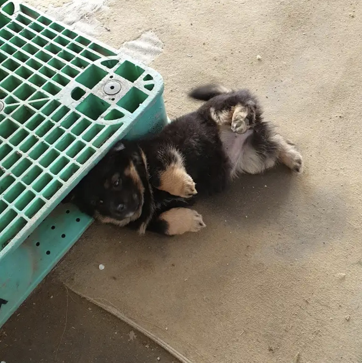 깜순이-애기때-1-이미지