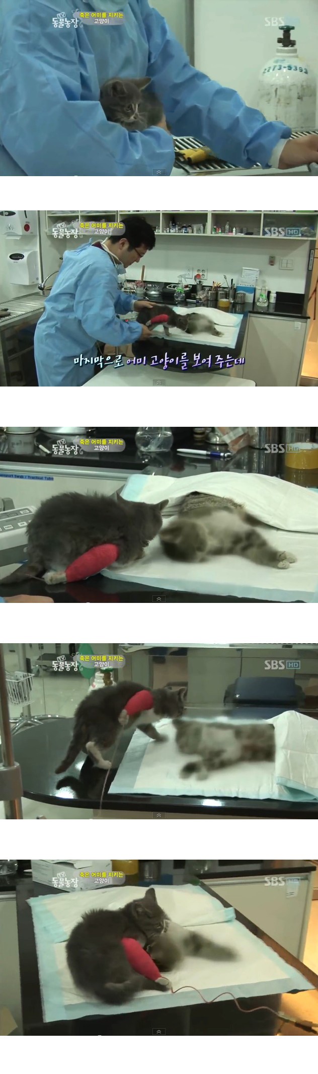 많은-시청자들을-울렸던-동물농장-죽은-어미를-지키는-아기-고양이편-13-이미지