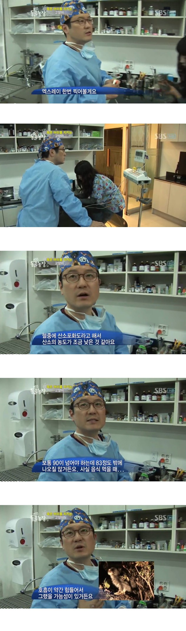 많은-시청자들을-울렸던-동물농장-죽은-어미를-지키는-아기-고양이편-10-이미지