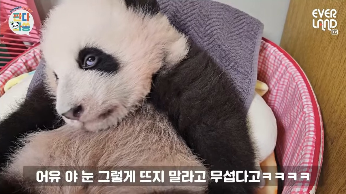 소원을-들어주는-판다-후이바오-18-이미지