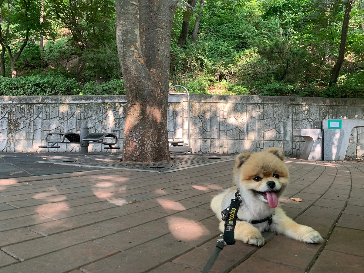 잠-안-와서-쓴-개뚱뚱한-강아지-입양기-3-이미지