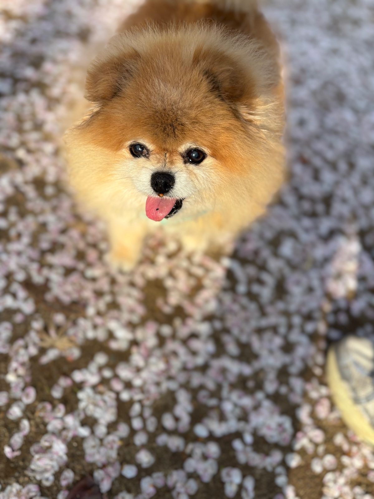 잠-안-와서-쓴-개뚱뚱한-강아지-입양기-20-이미지