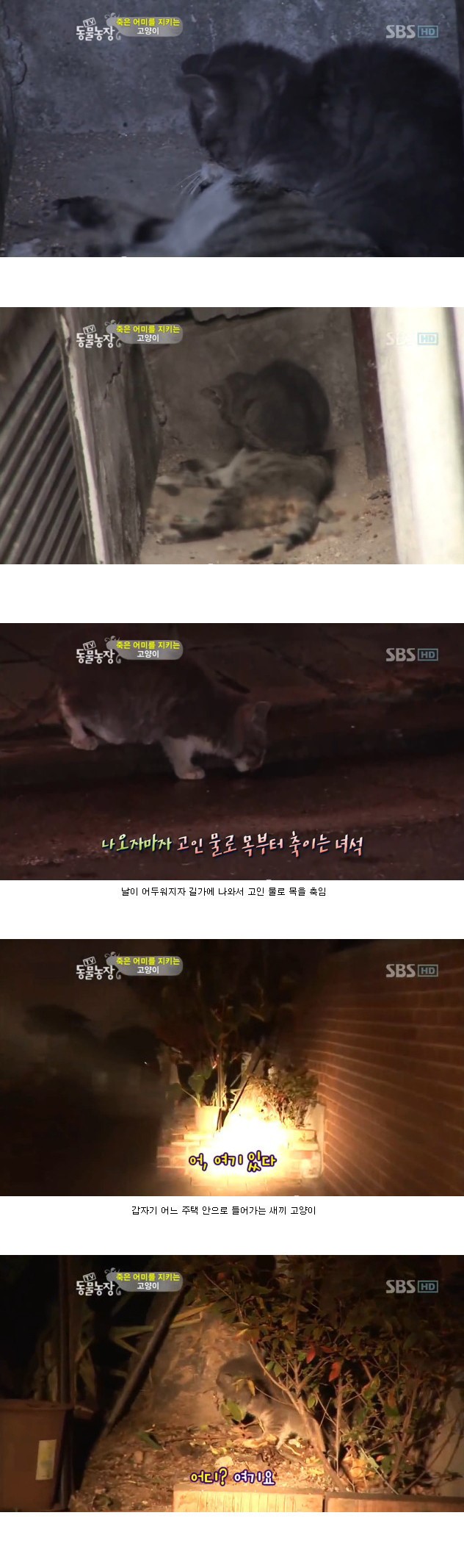 많은-시청자들을-울렸던-동물농장-죽은-어미를-지키는-아기-고양이편-2-이미지