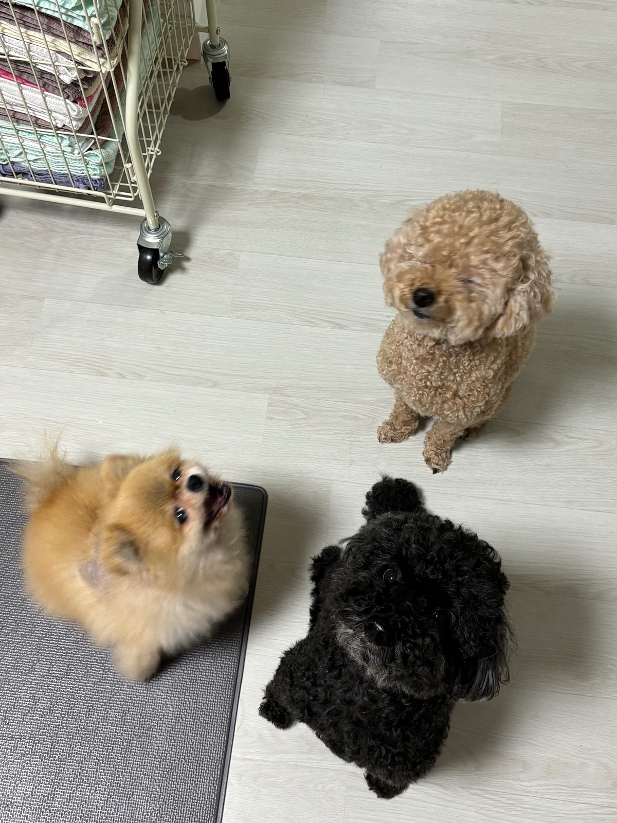 잠-안-와서-쓴-개뚱뚱한-강아지-입양기-15-이미지