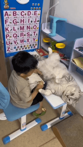 작은집사-공부-방해하는-냥이-0-이미지