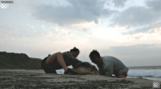 바위-틈에-빠진-바다-거북이를-구하는-커플-7-이미지