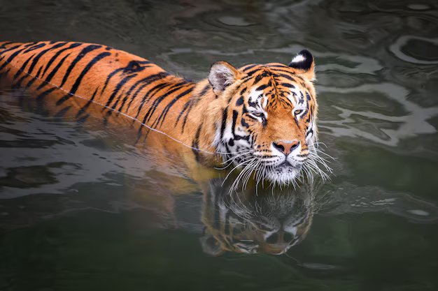 호랑이-귀에-있는-흰색-점-무늬의-기능-8-이미지