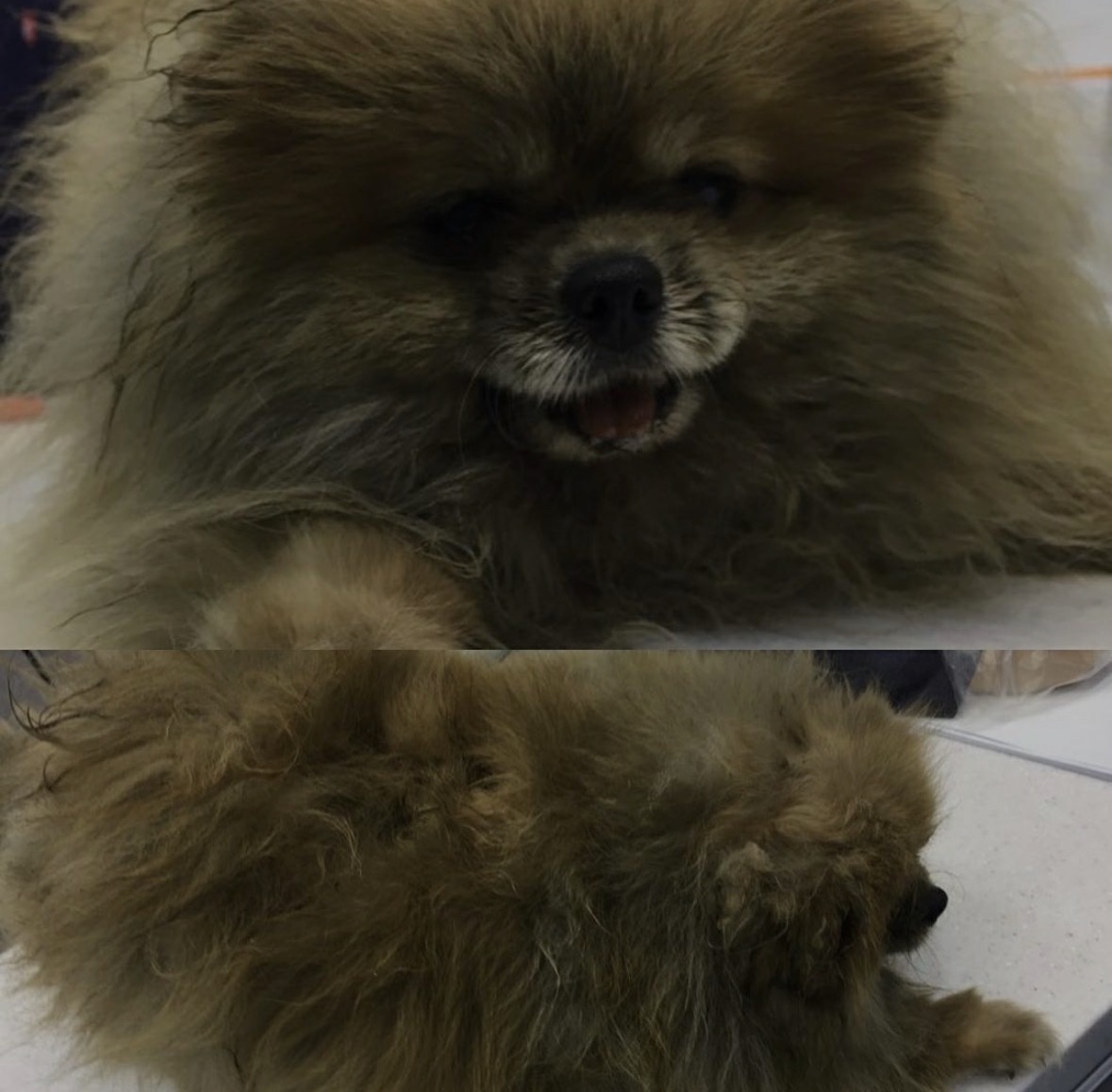 잠-안-와서-쓴-개뚱뚱한-강아지-입양기-0-이미지