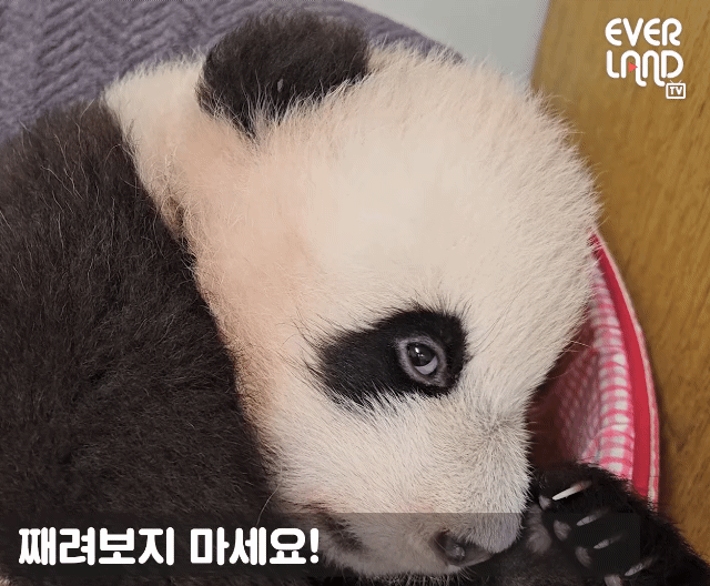 소원을-들어주는-판다-후이바오-17-이미지