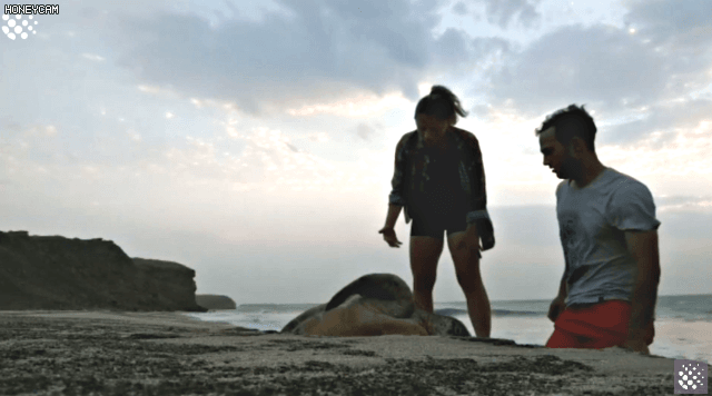 바위-틈에-빠진-바다-거북이를-구하는-커플-9-이미지