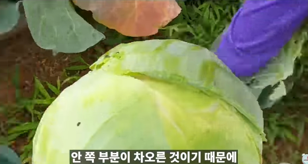 양배추-1나장-1나장씩-열심히-세척하던-분들-보세요.jpg-4-이미지