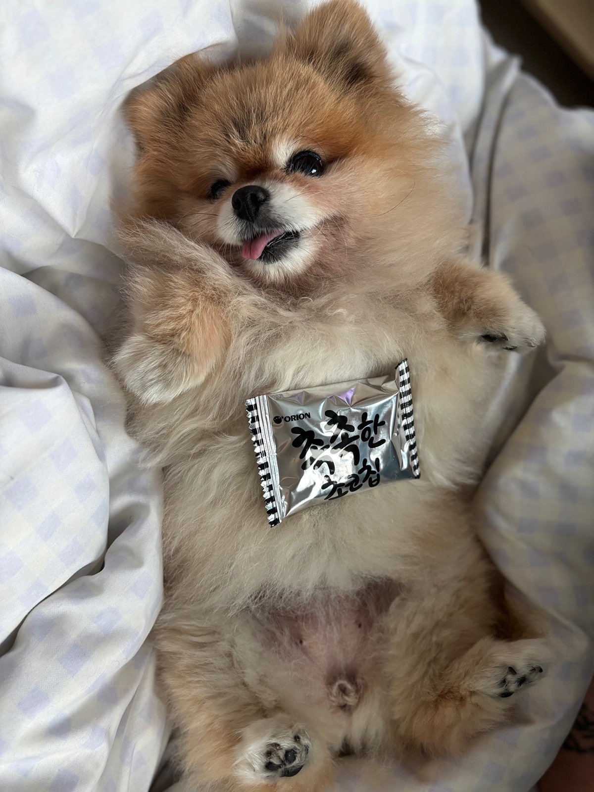 잠-안-와서-쓴-개뚱뚱한-강아지-입양기-17-이미지