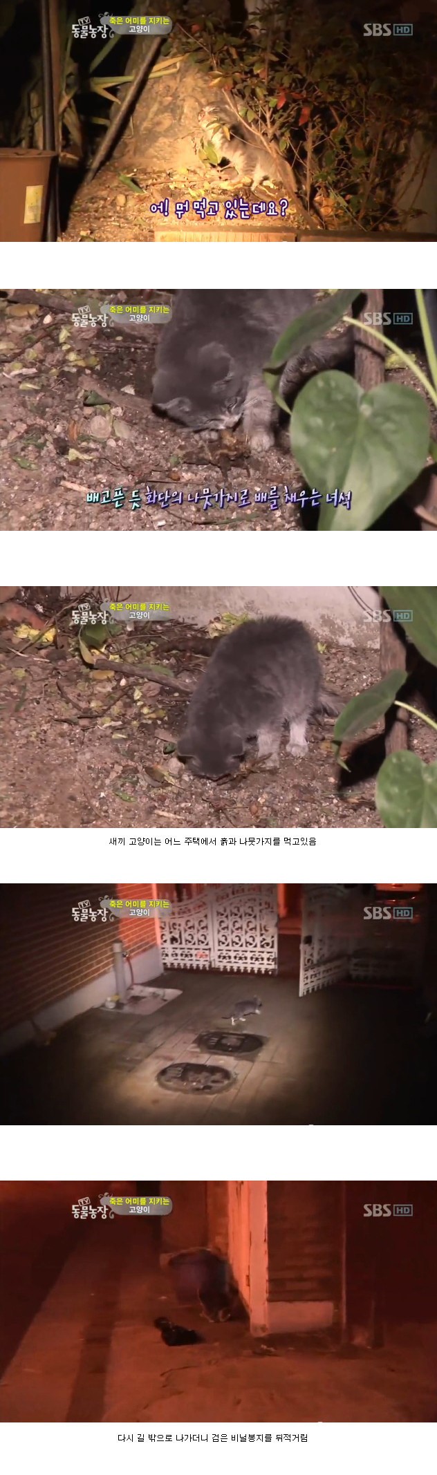 많은-시청자들을-울렸던-동물농장-죽은-어미를-지키는-아기-고양이편-3-이미지