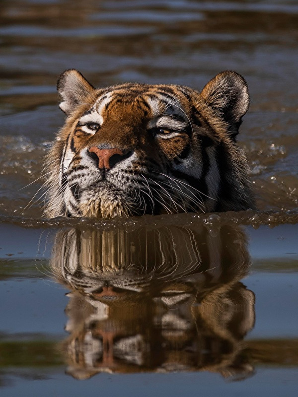 호랑이-귀에-있는-흰색-점-무늬의-기능-6-이미지
