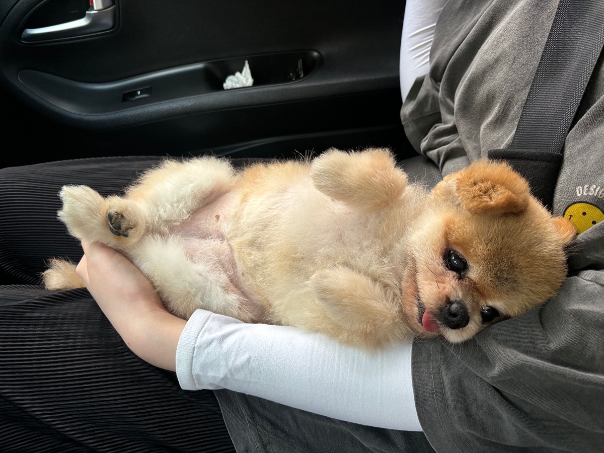 잠-안-와서-쓴-개뚱뚱한-강아지-입양기-9-이미지