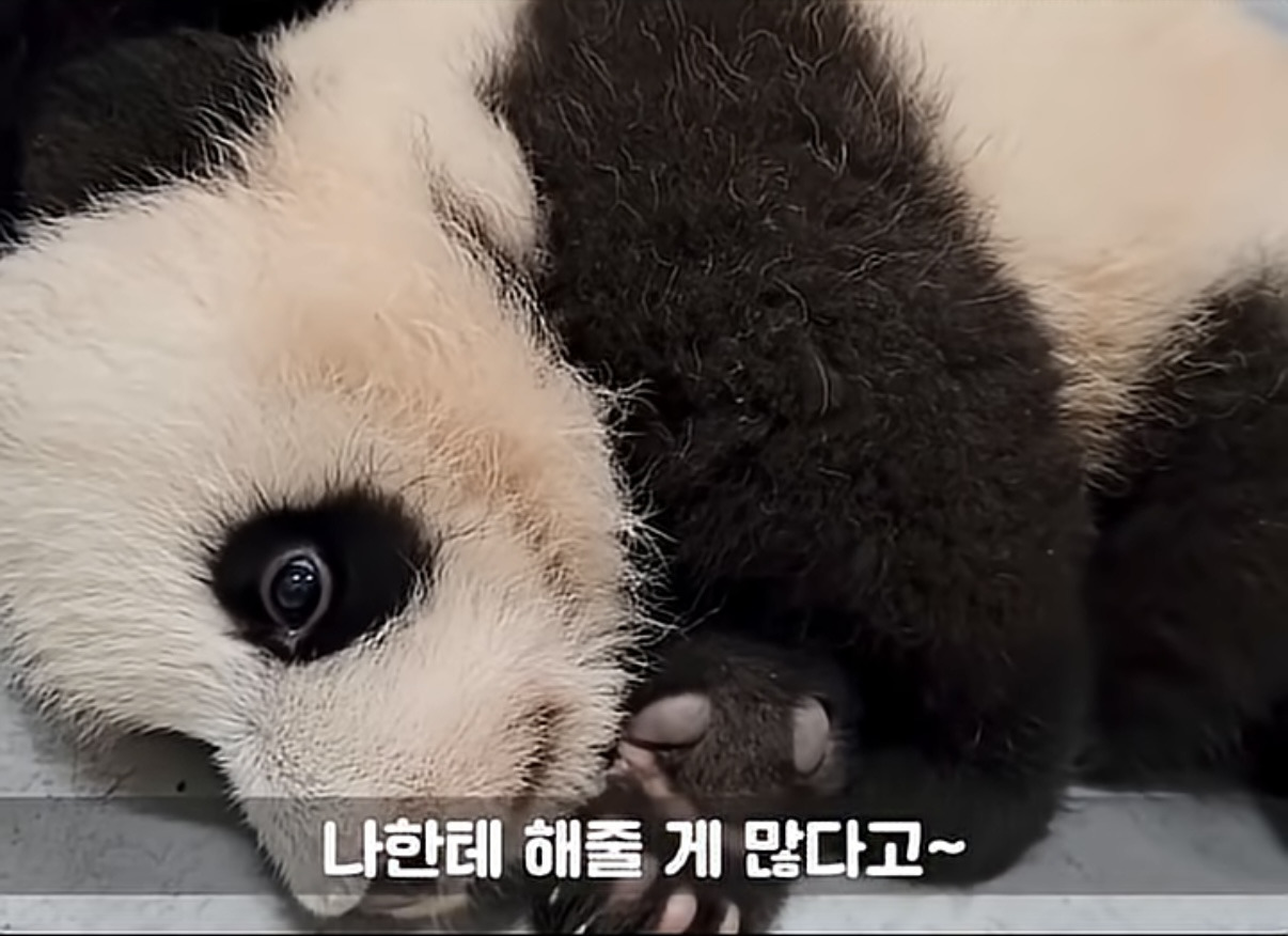 소원을-들어주는-판다-후이바오-10-이미지