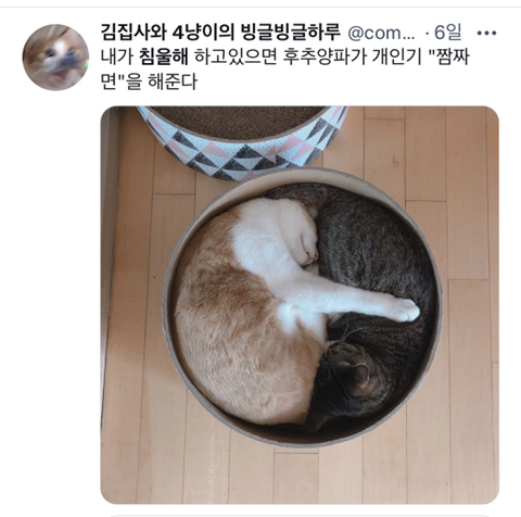 내가-침울해-하고-있으면--가--해준다-.twt-5-이미지