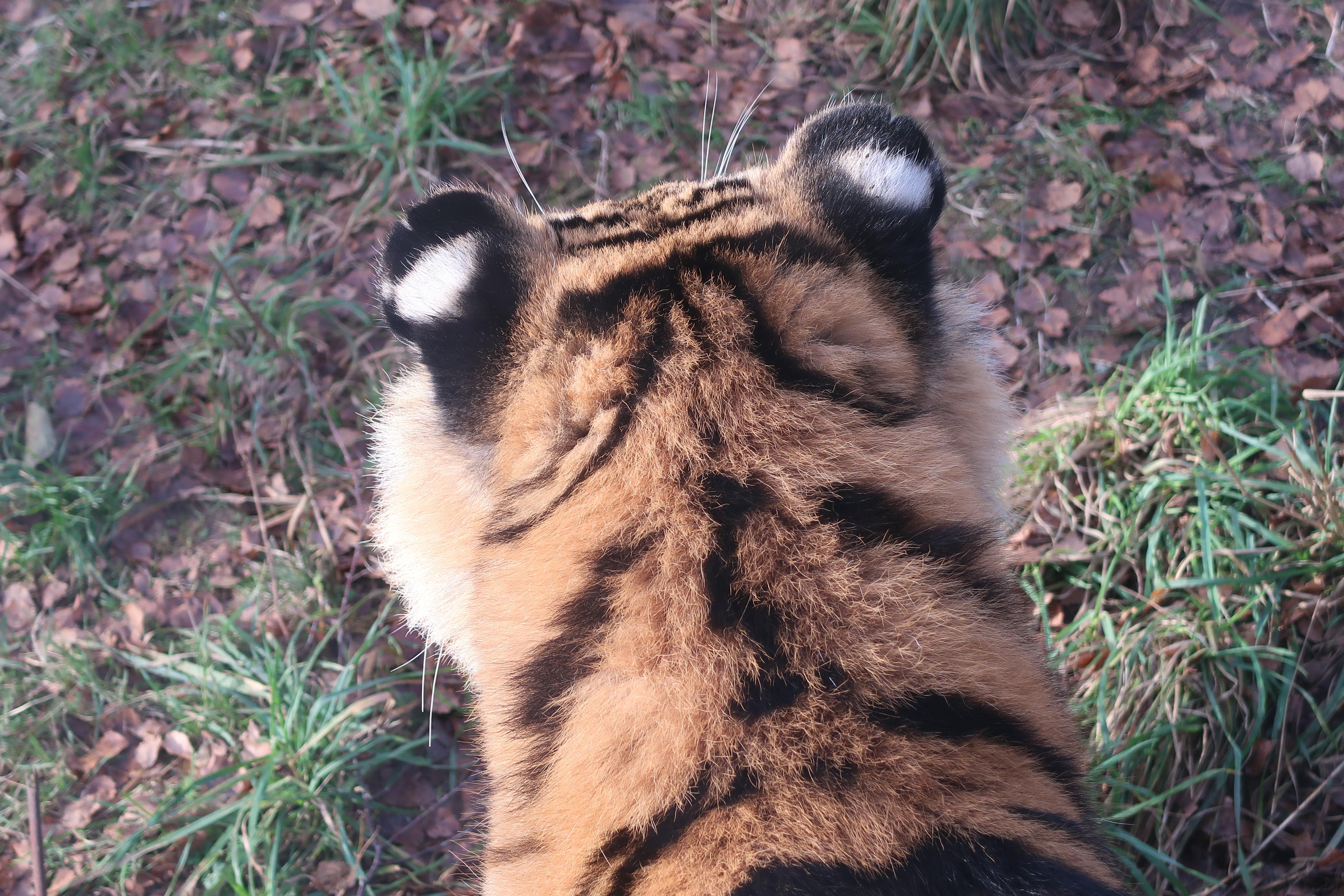 호랑이-귀에-있는-흰색-점-무늬의-기능-0-이미지