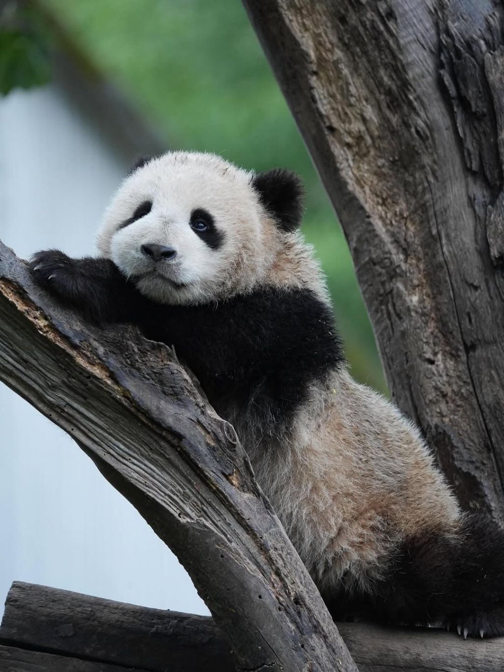 판다가-벌에-쏘이면?🐼-2-이미지