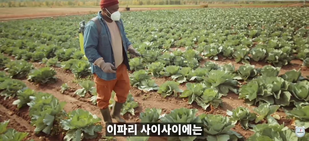 양배추-1나장-1나장씩-열심히-세척하던-분들-보세요.jpg-5-이미지