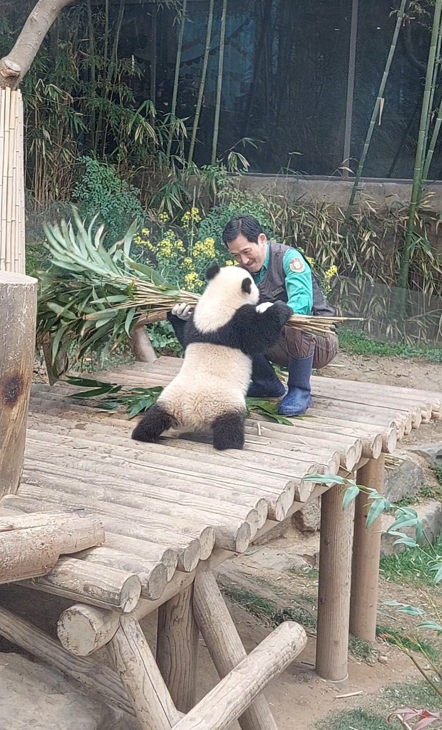 소원을-들어주는-판다-후이바오-16-이미지