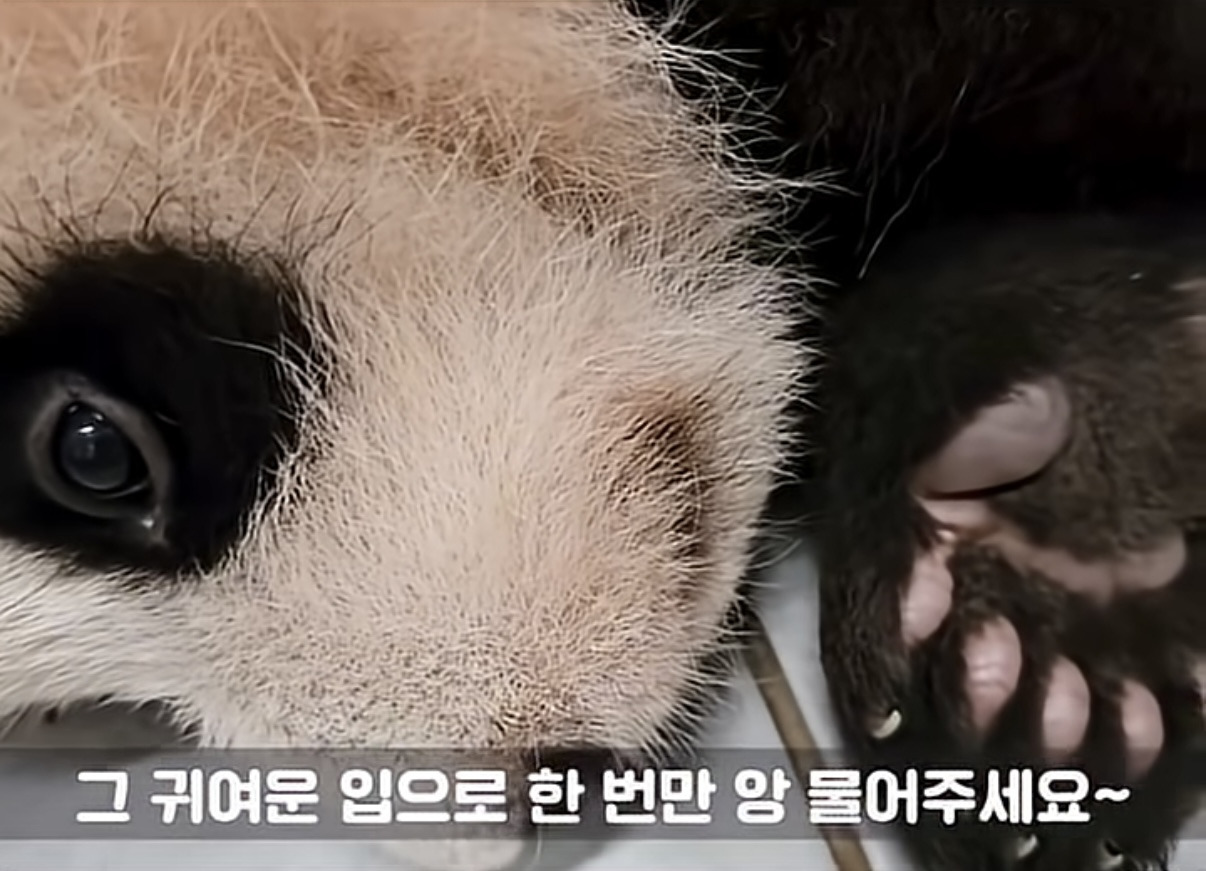 소원을-들어주는-판다-후이바오-2-이미지