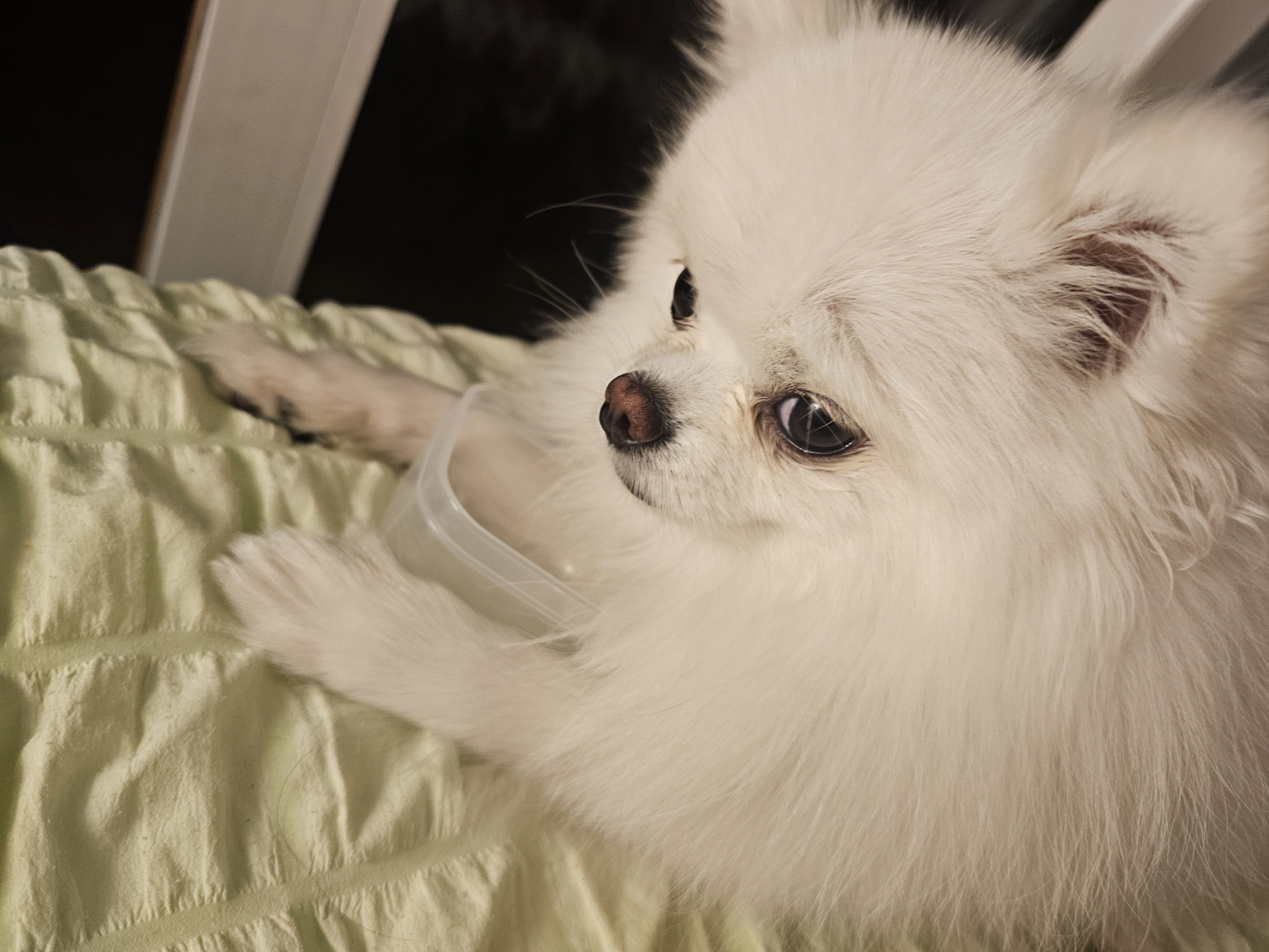 빈-통-들고-왓길래-왜-가져온-거임-햇는데-냅다-코박음-0-이미지