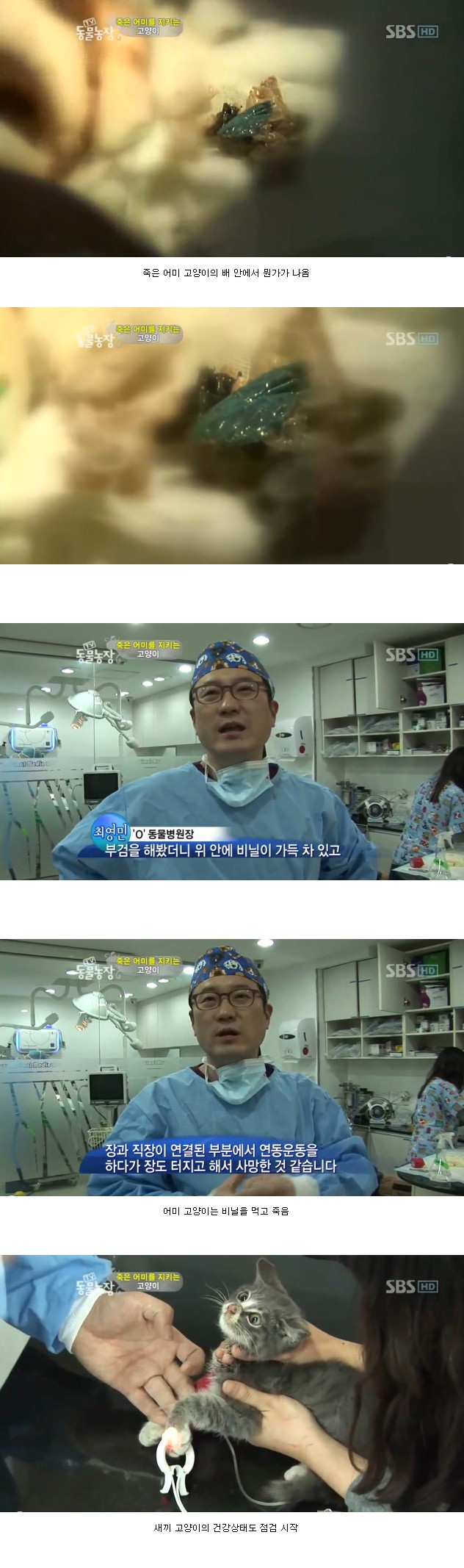 많은-시청자들을-울렸던-동물농장-죽은-어미를-지키는-아기-고양이편-9-이미지