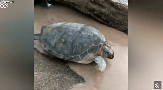바위-틈에-빠진-바다-거북이를-구하는-커플-27-이미지