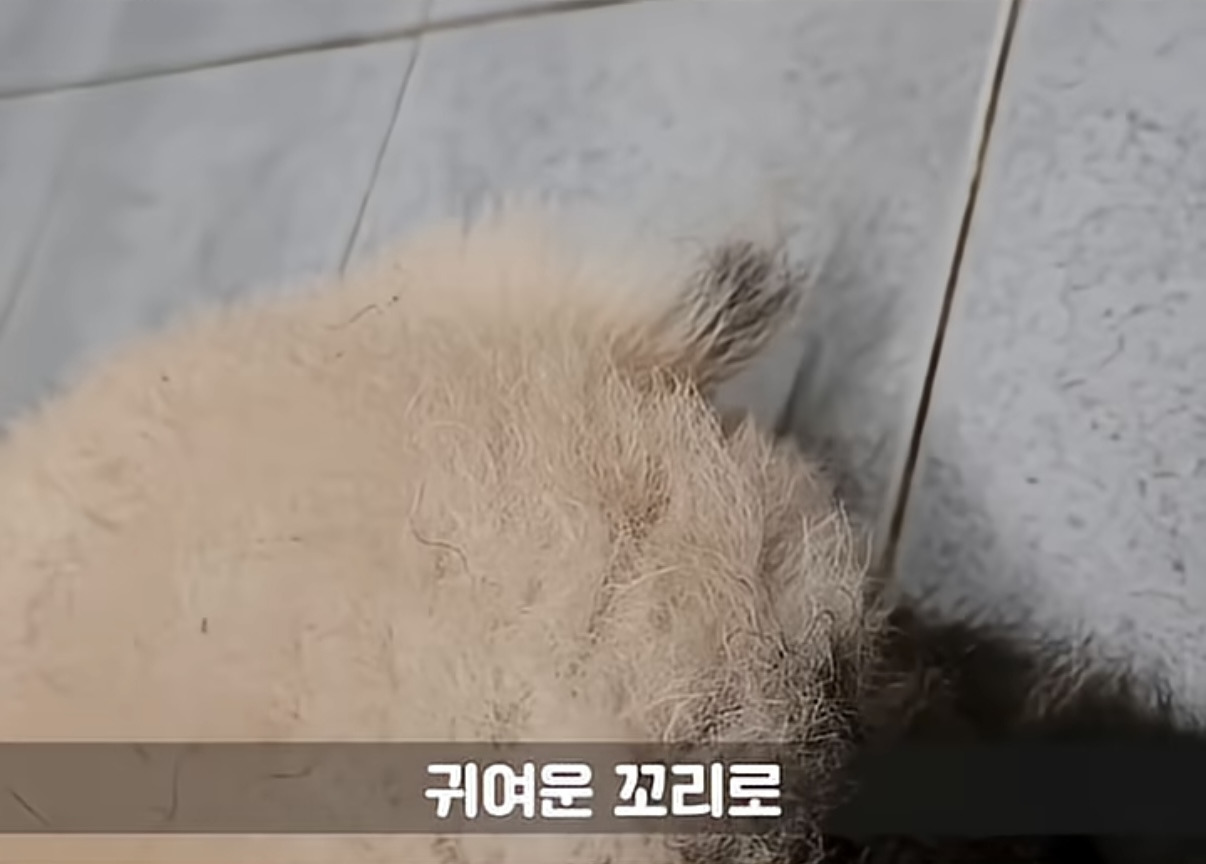 소원을-들어주는-판다-후이바오-6-이미지