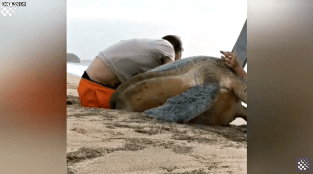 바위-틈에-빠진-바다-거북이를-구하는-커플-21-이미지