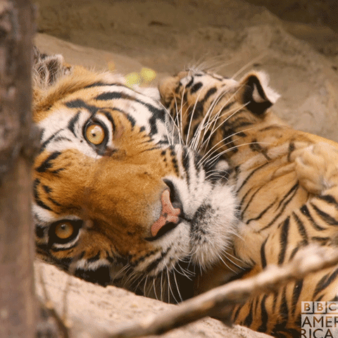 호랑이-귀에-있는-흰색-점-무늬의-기능-16-이미지