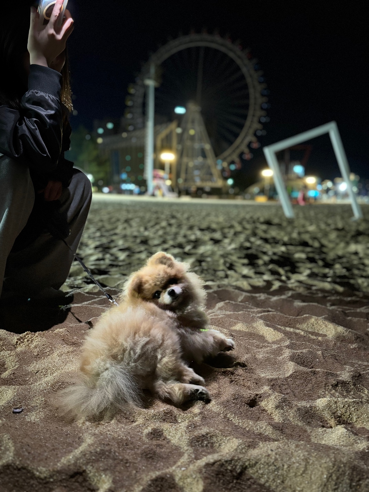 잠-안-와서-쓴-개뚱뚱한-강아지-입양기-21-이미지