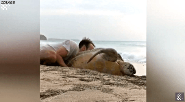 바위-틈에-빠진-바다-거북이를-구하는-커플-15-이미지