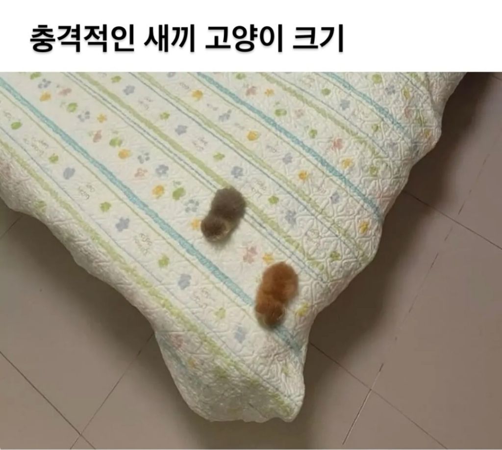 충격적인-아깽이-크기-0-이미지