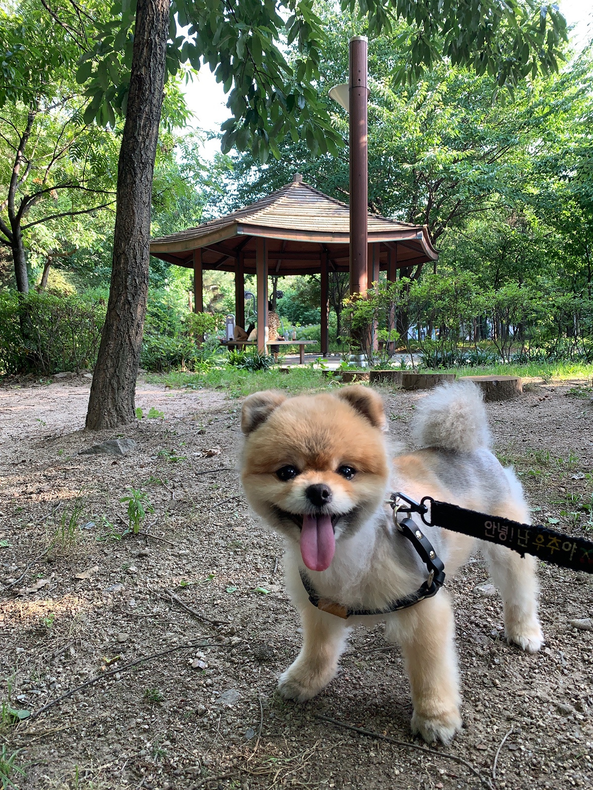 잠-안-와서-쓴-개뚱뚱한-강아지-입양기-4-이미지