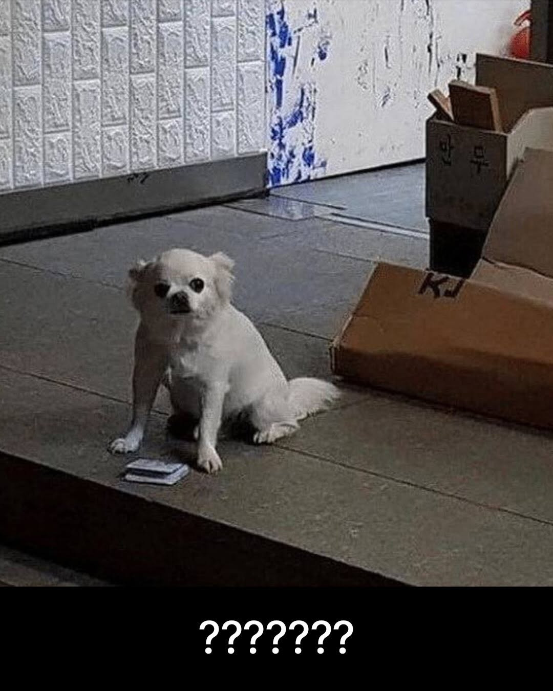 노숙견인-줄-알고-누가-돈-주고-감.jpg🐶-1-이미지