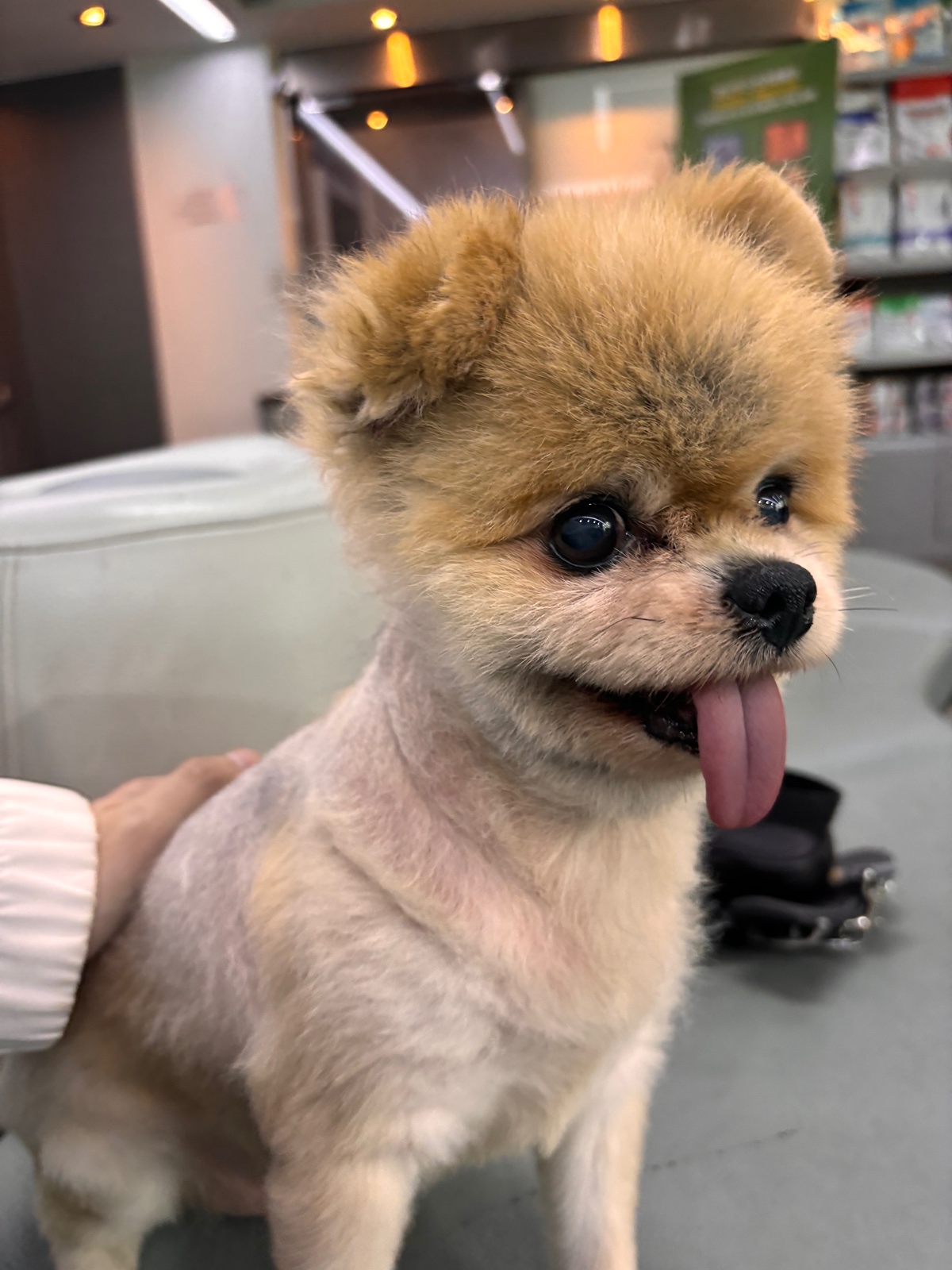 잠-안-와서-쓴-개뚱뚱한-강아지-입양기-7-이미지